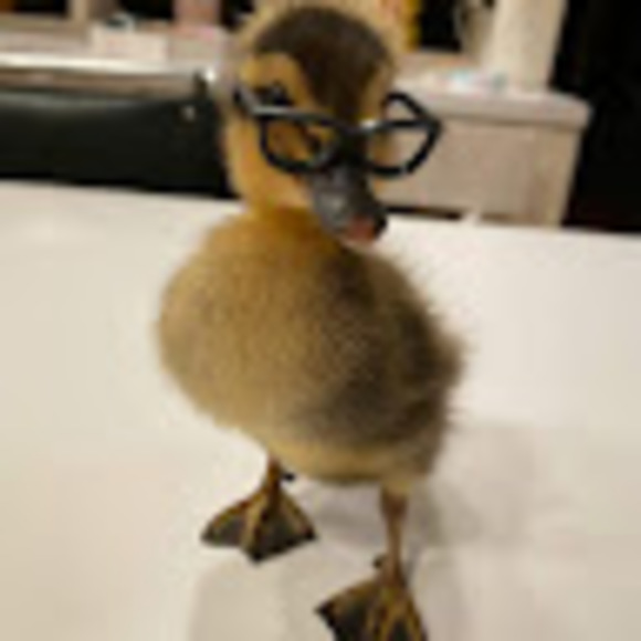 Meet your Posher, Brittany - Picture 1 of 1